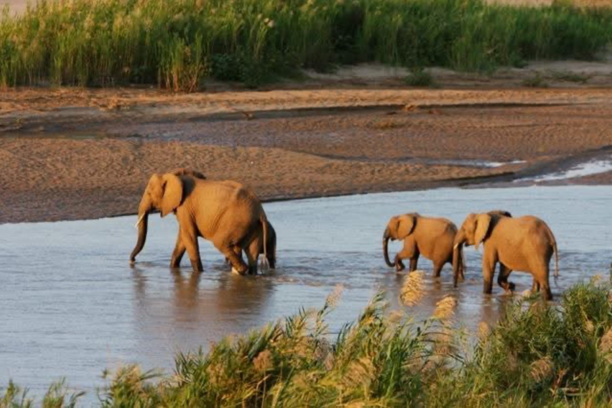 Elephants crossing a river between reed banks