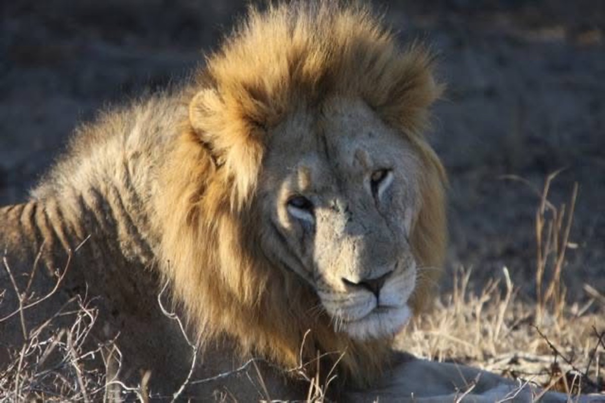 Male lion resting in dry grass