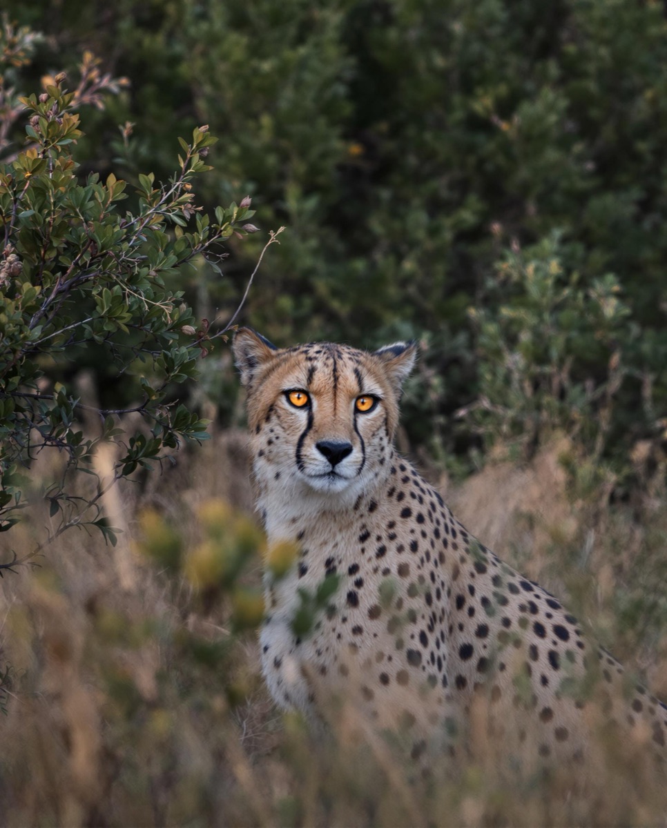 Cheetah watching from the bush at dusk